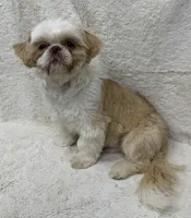 Walley, a male Shih Tzu for sale in Somerville, AL – 3 of 8