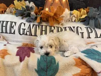 Purple Girl, a female Maltipoo for sale in Somerville, AL – 4 of 6
