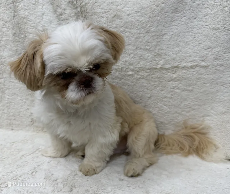 Walley – Shih Tzu puppy for sale in Somerville, AL