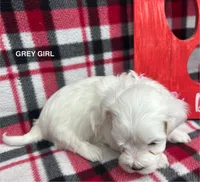 Malti Poo Grey Girl, a female Maltipoo for sale in Huntsville, AL – Photo 6 of 7