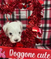 Malti Poo Grey Girl, a female Maltipoo for sale in Huntsville, AL – Photo 4 of 7
