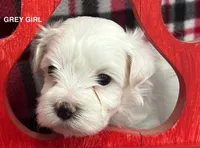 Malti Poo Grey Girl, a female Maltipoo for sale in Huntsville, AL – Photo 1 of 7