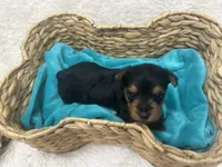 Red Boy, a male Yorkshire Terrier for sale in Somerville, AL – Photo 2 of 4