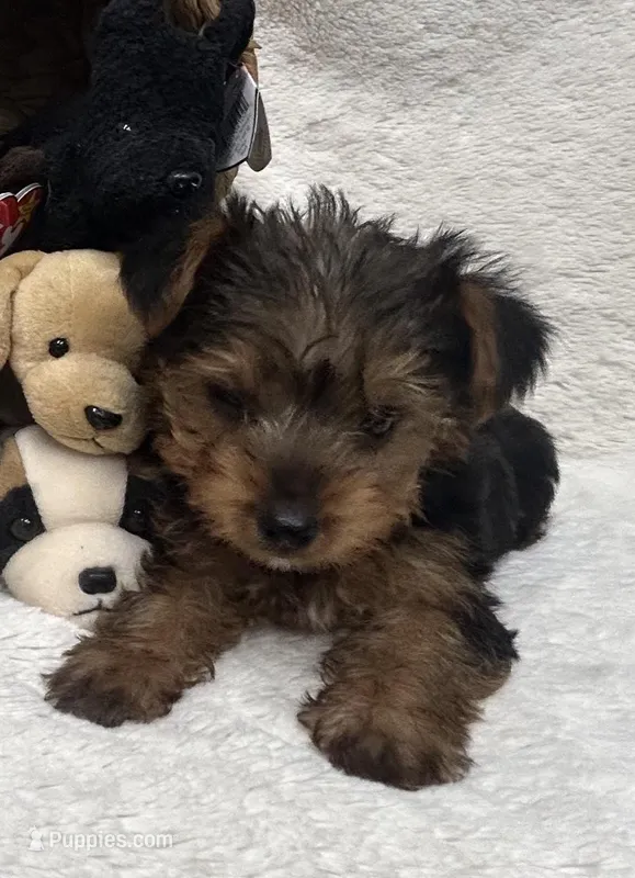 Red Boy – Yorkshire Terrier puppy for sale in Somerville, AL