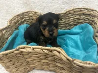 Red Boy, a male Yorkshire Terrier for sale in Somerville, AL – Photo 4 of 4