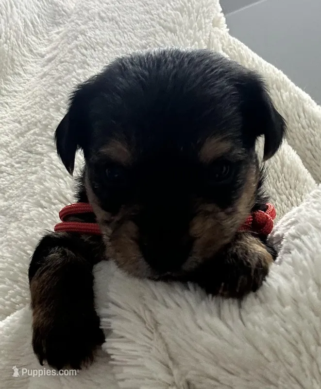 Red Boy – Yorkshire Terrier puppy for sale in Somerville, AL