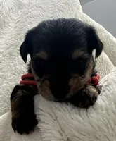 Red Boy, a male Yorkshire Terrier for sale in Somerville, AL – Photo 1 of 4