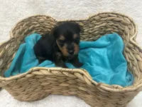 Red Boy, a male Yorkshire Terrier for sale in Somerville, AL – Photo 3 of 4