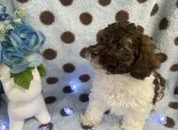 Brown & White Boy, a male Poodle - Toy  for sale in Somerville, AL – 3 of 5