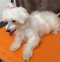 Piper, a female Maltipoo for sale in Somerville, AL – 7 of 7
