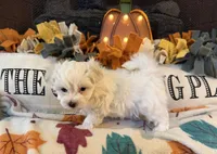 Yellow Girl, a female Maltipoo for sale in Somerville, AL – 2 of 5