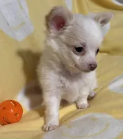 White and Apricot Chihuahua, a male Chihuahua for sale in Somerville, AL – Photo 5 of 10