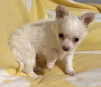 White and Apricot Chihuahua, a male Chihuahua for sale in Somerville, AL – Photo 2 of 10