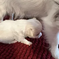 White and Apricot Chihuahua, a male Chihuahua for sale in Somerville, AL – Photo 4 of 6