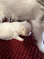 White and Apricot Chihuahua, a male Chihuahua for sale in Huntsville, AL – Photo 4 of 6