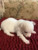 White and Apricot Chihuahua, a male Chihuahua for sale in Huntsville, AL – Photo 2 of 6