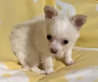 White and Apricot Chihuahua, a male Chihuahua for sale in Somerville, AL – Photo 3 of 10