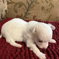 White and Apricot Chihuahua, a male Chihuahua for sale in Somerville, AL – Photo 3 of 6