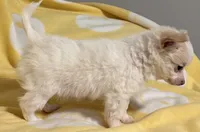 White and Apricot Chihuahua, a male Chihuahua for sale in Somerville, AL – Photo 4 of 10