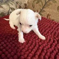 White and Apricot Chihuahua, a male Chihuahua for sale in Somerville, AL – Photo 1 of 6