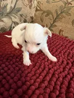 White and Apricot Chihuahua, a male Chihuahua for sale in Huntsville, AL – Photo 1 of 6