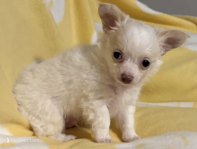 White and Apricot Chihuahua – Chihuahua puppy for sale in Somerville, AL