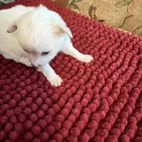 White and Apricot Chihuahua, a male Chihuahua for sale in Somerville, AL – Photo 6 of 6