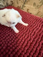 White and Apricot Chihuahua, a male Chihuahua for sale in Huntsville, AL – Photo 6 of 6