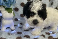 Black & White Boy, a male Poodle - Toy  for sale in Somerville, AL – 4 of 6