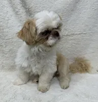 Walley, a male Shih Tzu for sale in Somerville, AL – 2 of 8