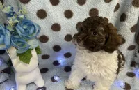 Brown & White Boy, a male Poodle - Toy  for sale in Somerville, AL – 5 of 5