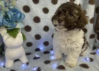 Brown & White Boy, a male Poodle - Toy  for sale in Somerville, AL – 4 of 5