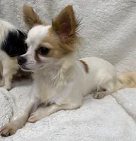 BREEDERS - Bentley & Lily, a female Chihuahua for sale in Somerville, AL – 4 of 5