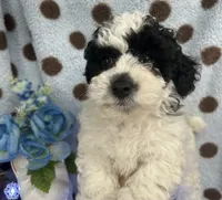 Black & White Boy, a male Poodle - Toy  for sale in Somerville, AL – 1 of 6
