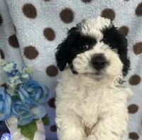 Black & White Boy, a male Poodle - Toy  for sale in Somerville, AL – 5 of 6
