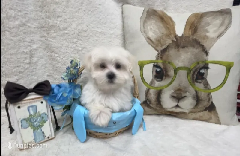 Oliver – Maltipoo puppy for sale in Somerville, AL