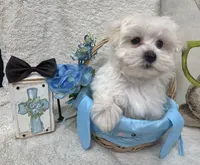 Oliver, a male Maltipoo for sale in Somerville, AL – Photo 4 of 5