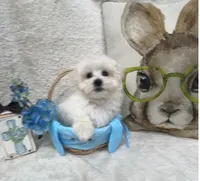 Oliver, a male Maltipoo for sale in Somerville, AL – Photo 2 of 5