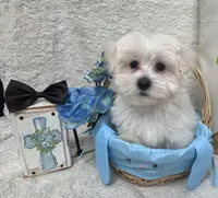 Oliver, a male Maltipoo for sale in Somerville, AL – Photo 3 of 5