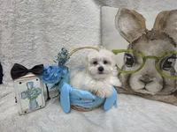 Oliver, a male Maltipoo for sale in Somerville, AL – Photo 5 of 5