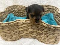 Green Girl, a female Yorkshire Terrier for sale in Somerville, AL – Photo 3 of 3