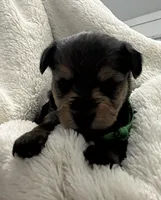 Green Girl, a female Yorkshire Terrier for sale in Somerville, AL – Photo 1 of 3