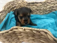 Green Girl, a female Yorkshire Terrier for sale in Somerville, AL – Photo 2 of 3