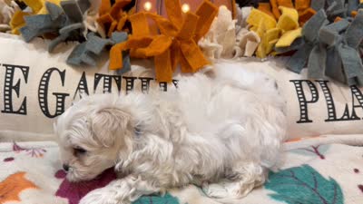 Blue Boy, a male Maltipoo for sale in Somerville, AL – 5 of 5