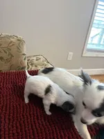 White & Blue Chihuahua , a female Chihuahua for sale in Huntsville, AL – Photo 4 of 5