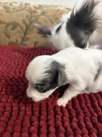 White & Blue Chihuahua , a female Chihuahua for sale in Huntsville, AL – Photo 5 of 5