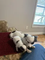 White & Blue Chihuahua , a female Chihuahua for sale in Huntsville, AL – Photo 2 of 5