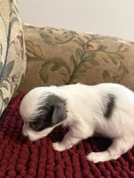 White & Blue Chihuahua , a female Chihuahua for sale in Huntsville, AL – Photo 3 of 5