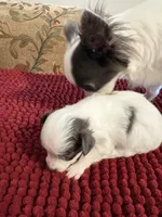 White & Blue Chihuahua , a female Chihuahua for sale in Huntsville, AL – Photo 1 of 5