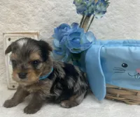 Merle - Blue Boy, a male Yorkshire Terrier for sale in Somerville, AL – Photo 2 of 7